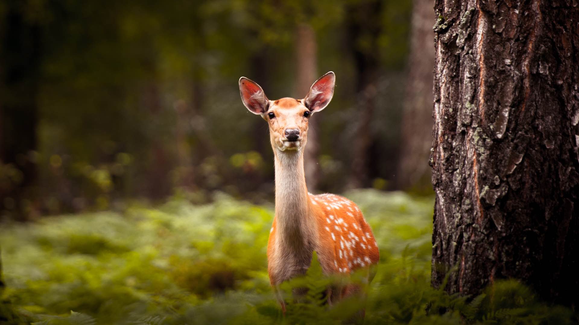Unraveling mystery surrounding risks of zombie deer disease